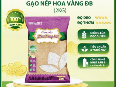 Nếp cái hoa vàng